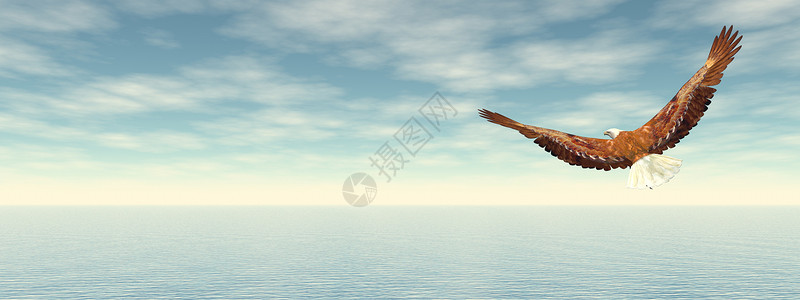 美国鹰使成为数字的自然秃鹰在海洋上飞向地平线3D使秃鹰飞向地平线3D使设计图片
