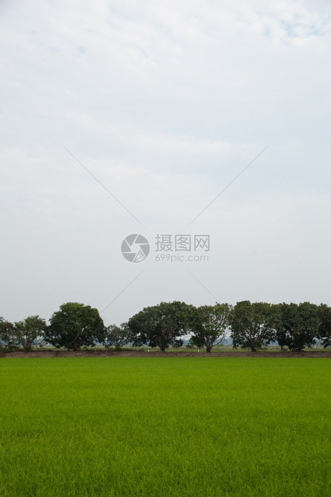 环境白饭在稻田种植树木天空不明亮亚洲图片