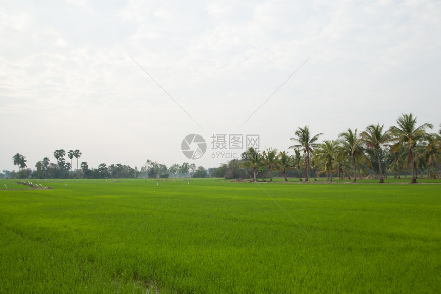 字段场景在稻田种植树木天空不明亮夏图片