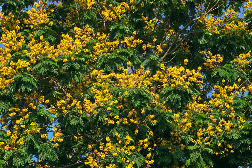 植物户外一品红在越南胡志明市的绿叶中大豹树林开花的黄景观夏季日这棵城市树也是卡萨利平原图片