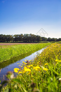 景观场地晴天荷兰的夏日风景绿色的草地和平静溪流蓝天中蒲公英黄花田图片