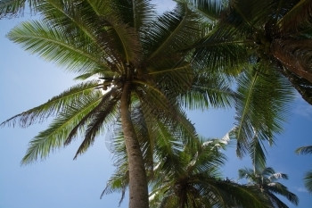 假期在偏远地点斯里兰卡南部省亚洲的椰子棕榈树和水果天堂绿色图片