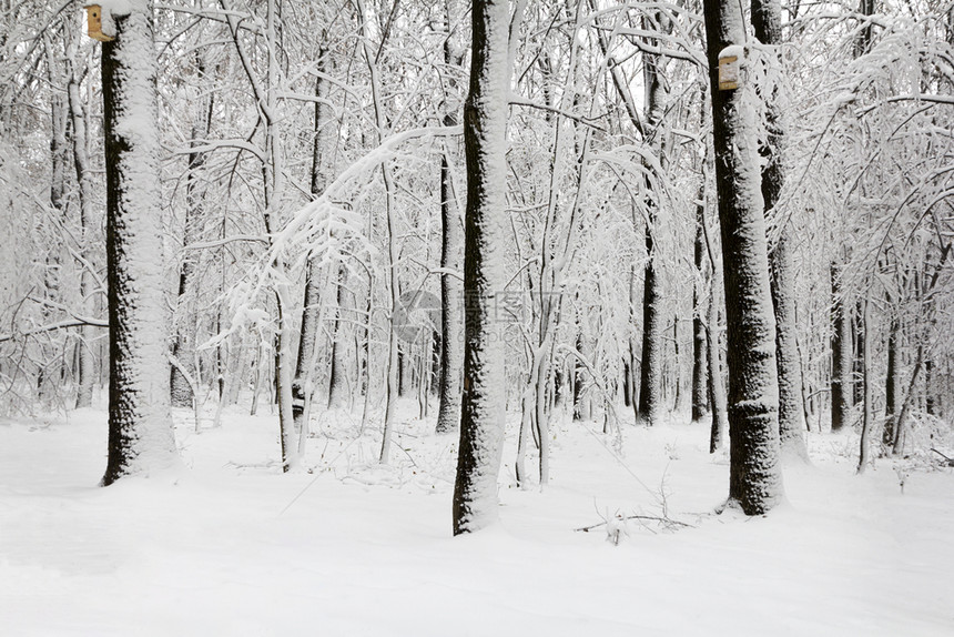 乡村的车道森林里被雪覆盖的树木冬天森林里被雪覆盖的树木景观图片