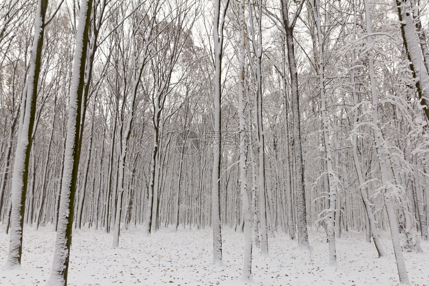 仙境公园晚上森林里被雪覆盖的树木冬天森林里被雪覆盖的树木图片