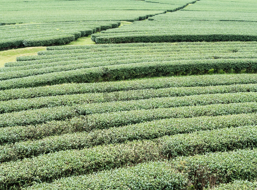 泰国北部当地茶叶农场山坡上有机茶列场地花园远景图片