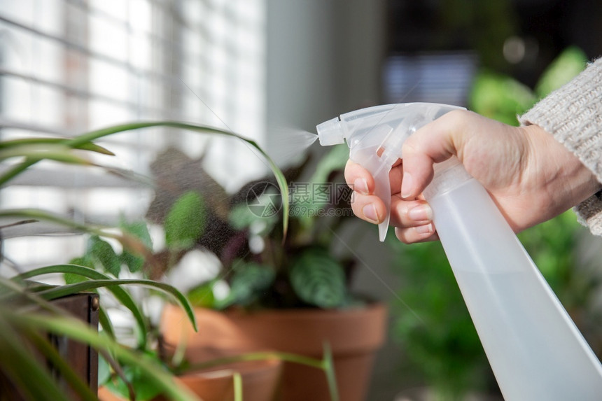 喷涂女手用水瓶在窗台上的室内植物喷水照顾温室植物现代内装饰舒适的家女手用喷水瓶在窗台上的室内植物上喷水照顾现代温室植物内装饰生长图片