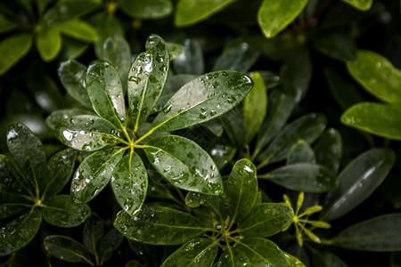 雨后绿色植物枝叶图片