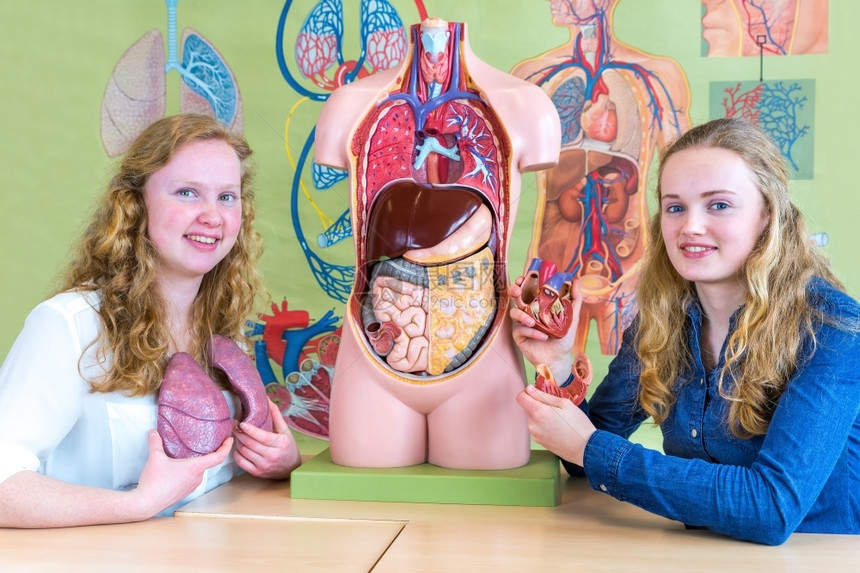 调查人类荷兰两名欧洲学生的心脏和肺部显示图片