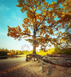 秋季公园自然景观图片