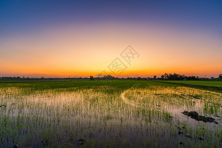 季节草地美丽的绿田玉米或亚洲玉米种植地日落天空背景的农业收成观图片