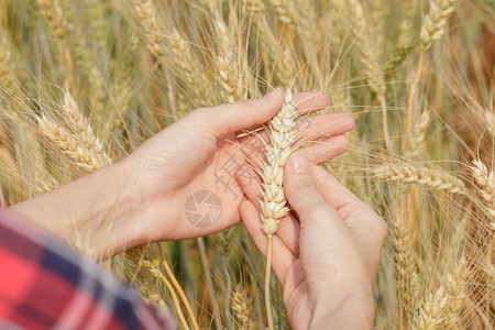 成熟农场亲手检查大麦水稻示威地块和大麦田背景的农民保持图片