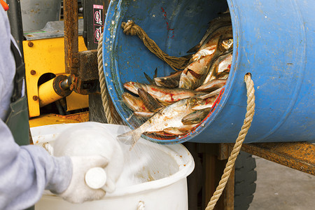 在海产食品市场销售新鲜鱼特观鳍美味的钓鱼图片