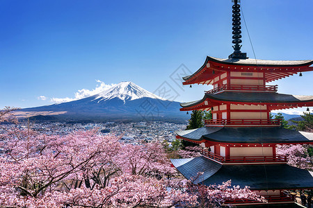 秋天粉色的盛开春樱花日本的朱瑞托塔和藤山图片
