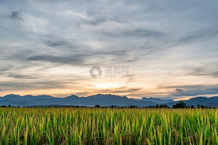 泰国日落时傍晚的稻田和天空背景山热带图片