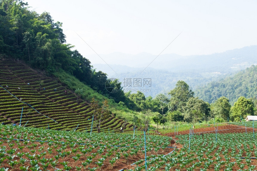 地面山区的农业寒冷的气候和林地耕种利用森地植户外物图片