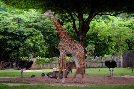 亚洲鸵鸟喇叭热带长颈鹿羚羊和鸵鸟站在绿色花园里森林背景
