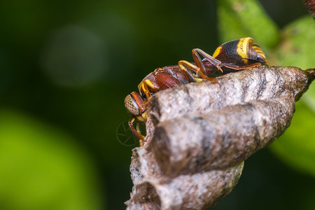 黄色蚂蚁掠食者成人Hymenoptera的宏是一大批昆虫由锯木黄蜂蜜和蚂蚁黄色黑组成紧贴在自然质的HymenopteraMacromao背景