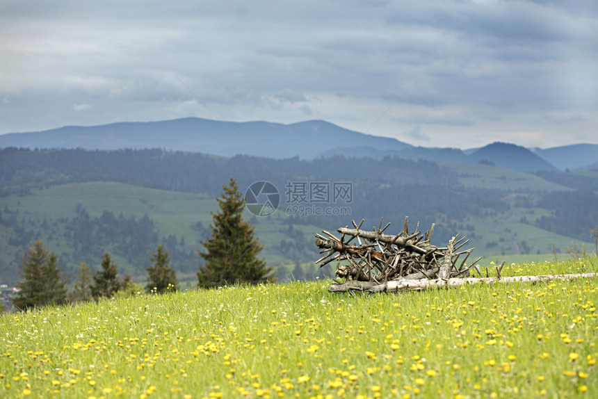 荒凉公园风景在喀尔巴阡山脉背景下在一个山地开花坡的绿草丛上堆叠成干枯树枯图片