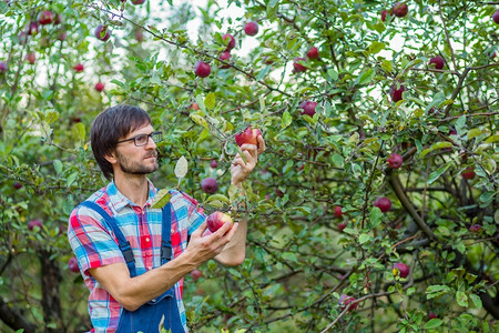 水果种植园绿色摘苹果一个男人在花园里拿着一篮子红苹果有机摘图片