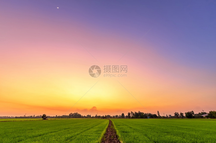 美丽的绿田玉米或亚洲玉米种植地日落天空背景的农业收成植物场地阳光图片
