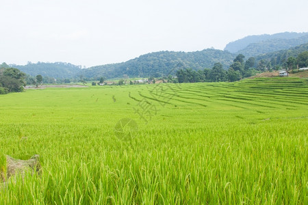 地球探究不同层次的山区水稻种植场情况并研究不同的层次亚洲环境图片