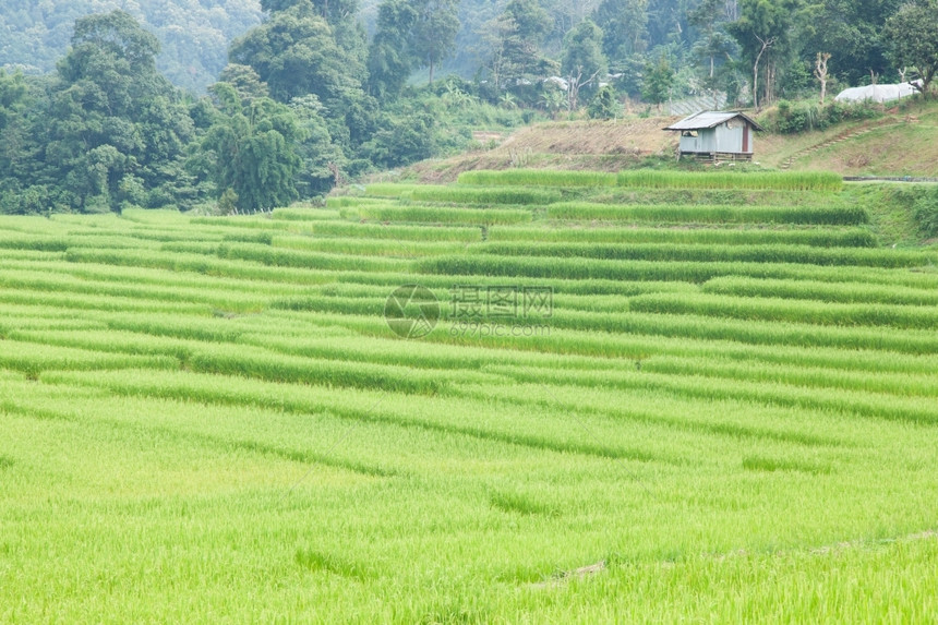 村庄探究不同层次的山区水稻种植场情况并研究不同的层次亚洲植物图片