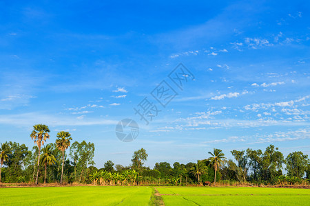 太阳泰国农村美丽的绿色青玉米田云彩模糊的天空背景图片