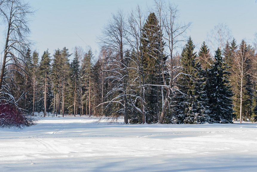 圣诞节冬季公园雪降后带树的覆盖着白峡谷十二月宁静图片