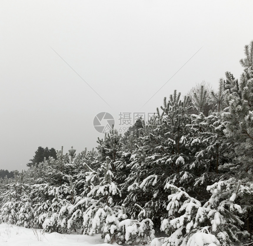 明亮的冬天树木所有东西都被雪和冻霜覆盖自然天气图片