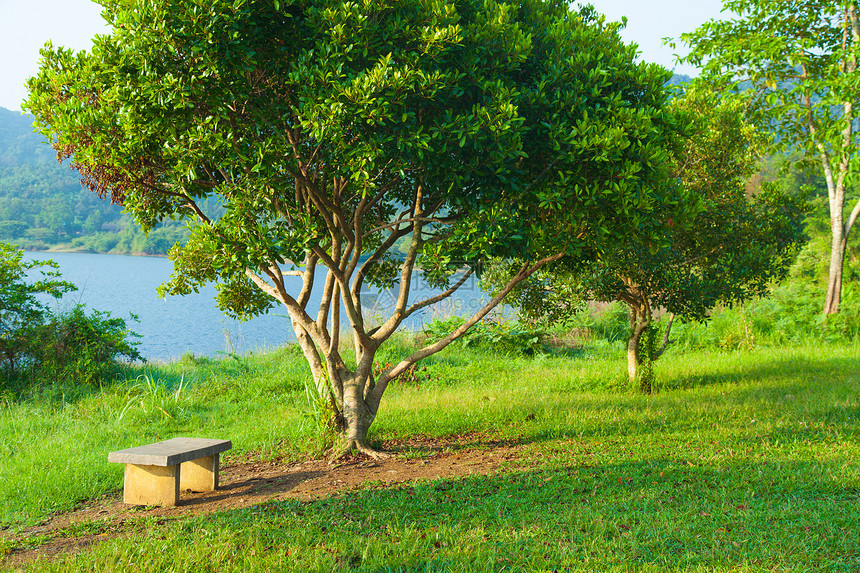 休息木制的公园树下草坪上的A长凳在公园树下叶子图片