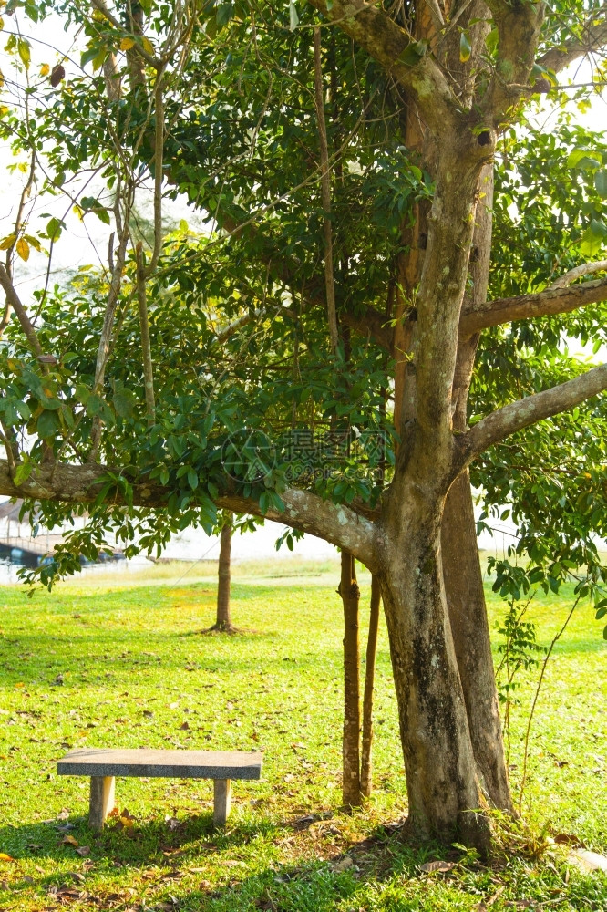 自然木制的公园树下草坪上的A长凳在公园树下天空图片