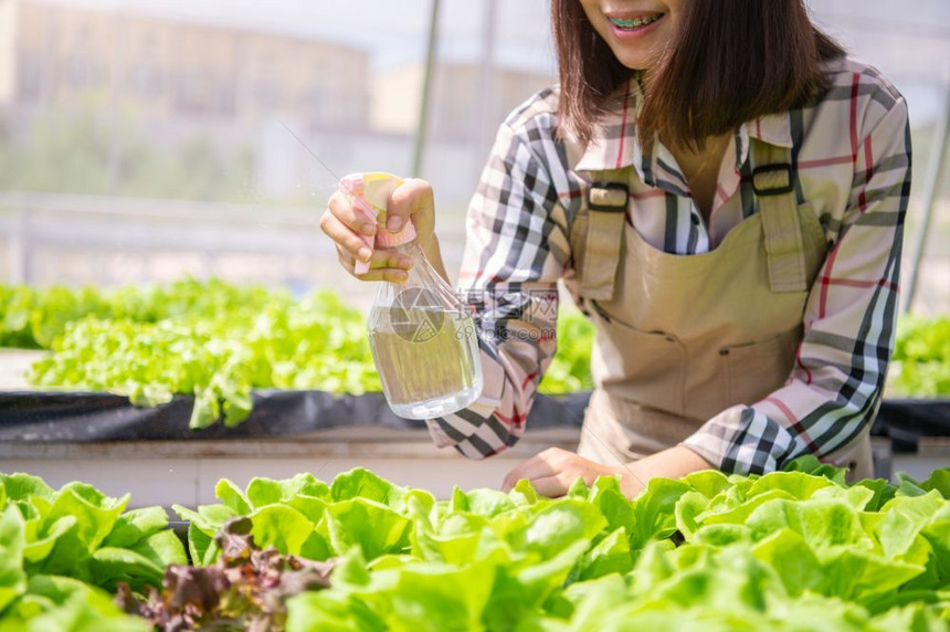 生长年轻的莴苣关闭女农民手喷洒中雾水瓶在温室苗圃背景中将微芽水栽培植物用于树苗种商业农和耕种概念有机食品图片