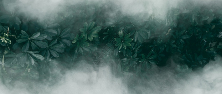 薄雾垂直的内部花园带有热绿叶和雾雨的热带绿叶图片