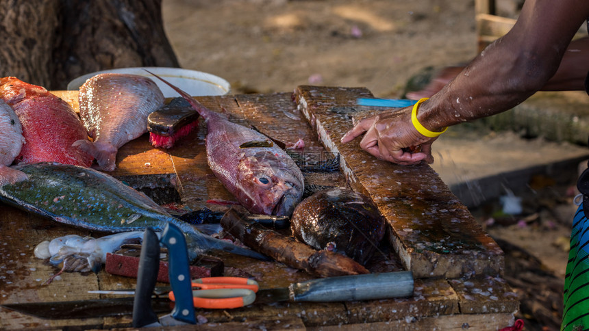 工作在毛里求斯海滩上一个肮脏的木板桌子上清理新鲜鱼的滑雪者亲手打扫准备海鲜图片