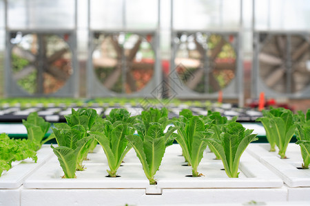 水分有机植物园种农场庄莴苣无土的天气图片