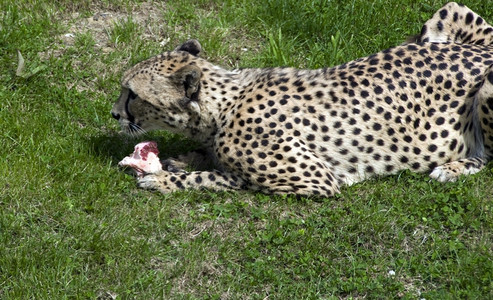 肉旅行猎豹警报在他面前有食物图片