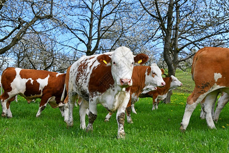 跑戒指牧草中的年轻奶牛绿色图片