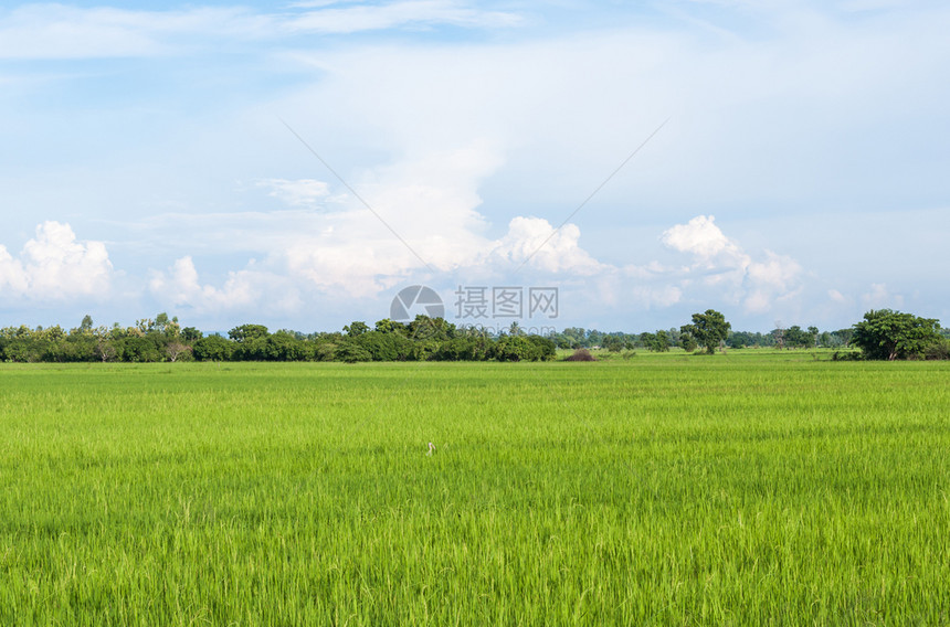 庄稼草地乡村区有机农场的新鲜稻田泰国北部风雨在泰国北部和旅游图片