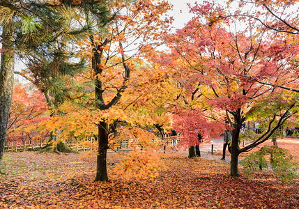 秋天户外的树林图片