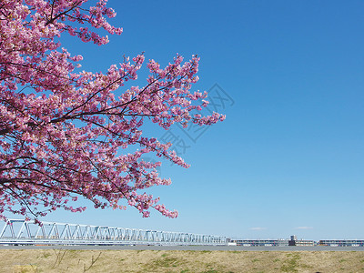 粉红樱花树和蓝天图片