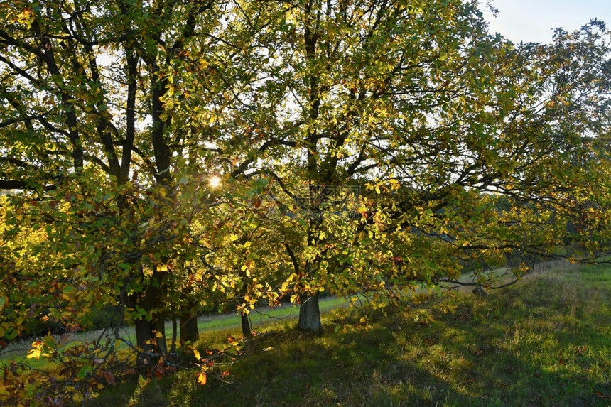 秋时树上美丽的叶花彩色子自然季节颜色背景观时间黎明图片