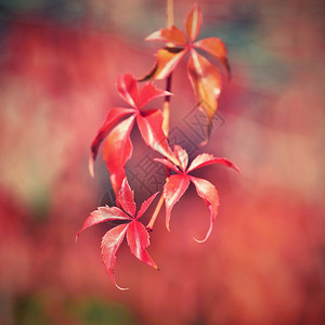 公园秋时树上美丽的红枫叶图片