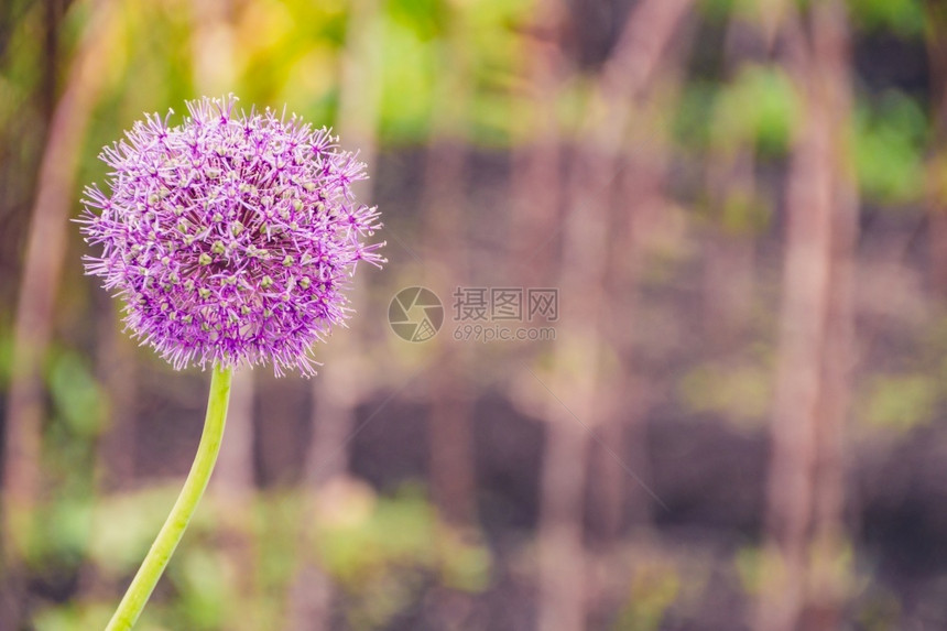花瓣束食用绿色山谷的紫野洋葱花图片