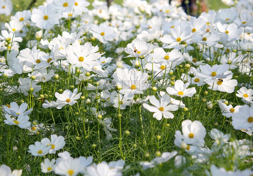 白宇宙花朵瓣户外自然图片