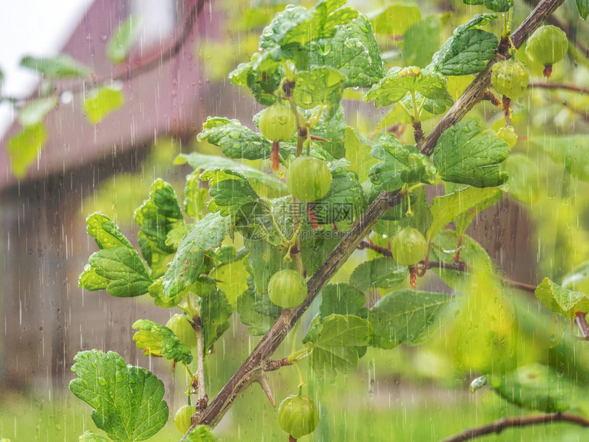 黄色的在雨天花园里草莓果子在雨天与一栋模糊的房屋在雨天花园里木莓果子在雨日植物农业图片