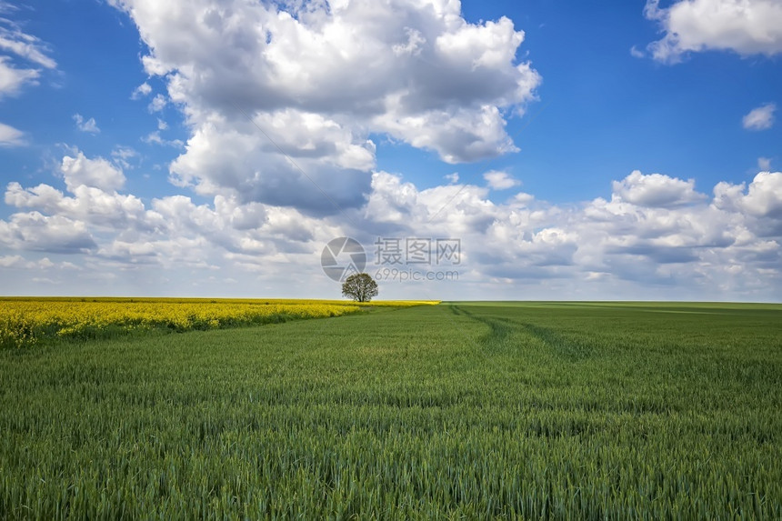 环境户外清楚的绿色小麦田上美丽的农村风景开花的和独树图片