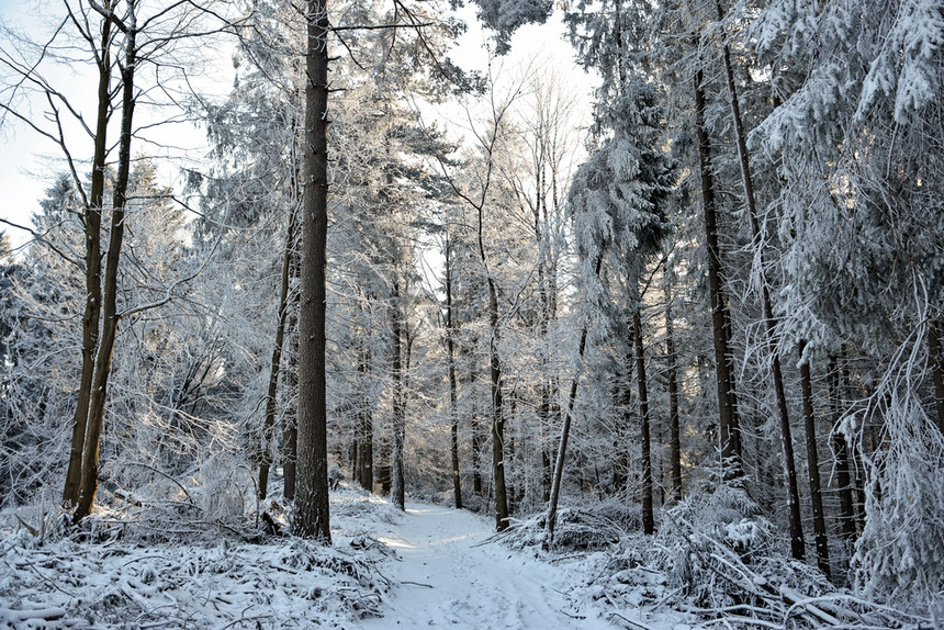一种山霜冬季风景阳光明媚的白天在一片深森林中的树木之间走白雪和色通道图片