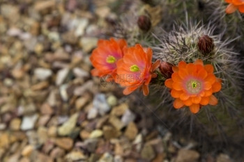 约瑟夫在橙色刺绣猪仙人掌花和芽的分组中一朵花是选择紧地聚焦于景观碎石上的复制空间位于亚利桑那州阿的Tucson在美洲西南环境组织图片