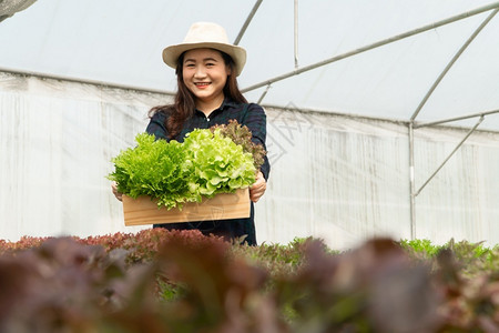 亚洲女农民在温室水养植物系统农场收获新鲜沙拉蔬菜的亚洲女农民将新鲜蔬菜和健康食品概念推向市场商业和农工牧手花园人们背景图片