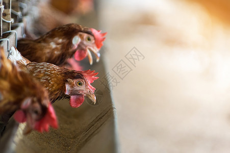 生产动物农场关闭笼子鸡业软焦点高ISO标准母鸡和养蛋的团体柔软的高清图片素材